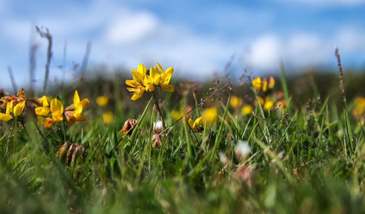 Bird’s-foot trefoil growing in a field.